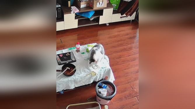 3万金镯子被猫推进垃圾桶后扔了惊魂一刻，三万金镯子遭猫星人的意外销毁